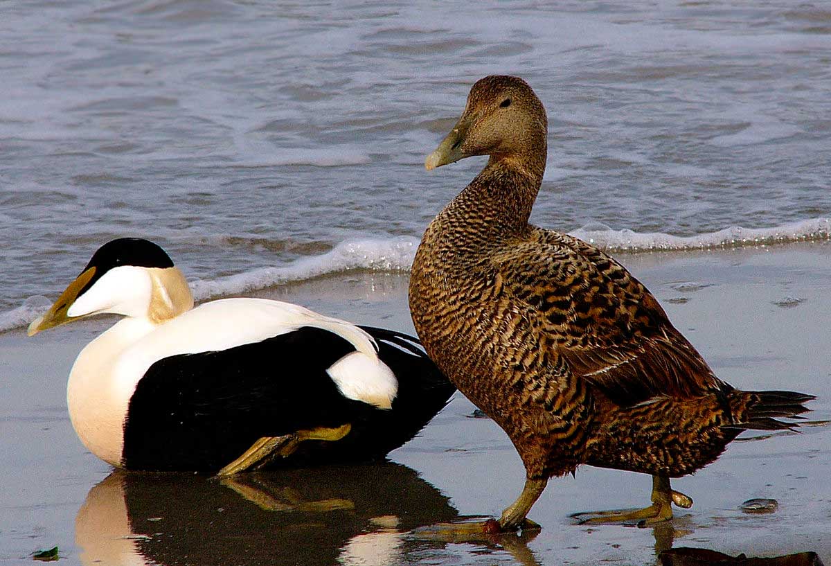 Los patos Eider. El macho con un plumaje negro y blanco; la hembra de color pardo oscuro listado.